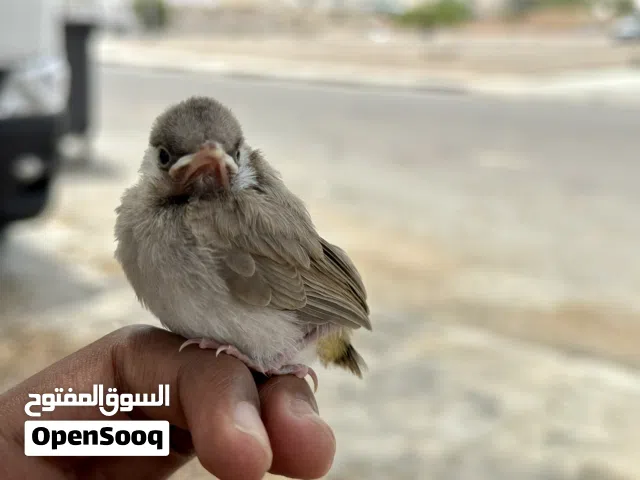 فروخ بلابل