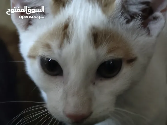قط ذكر للتبني