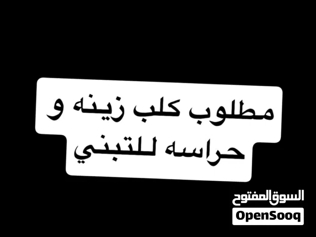 مطلوب كلب للتبني