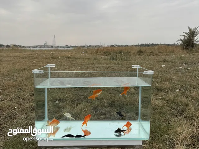 حوض سمك حجم وسط