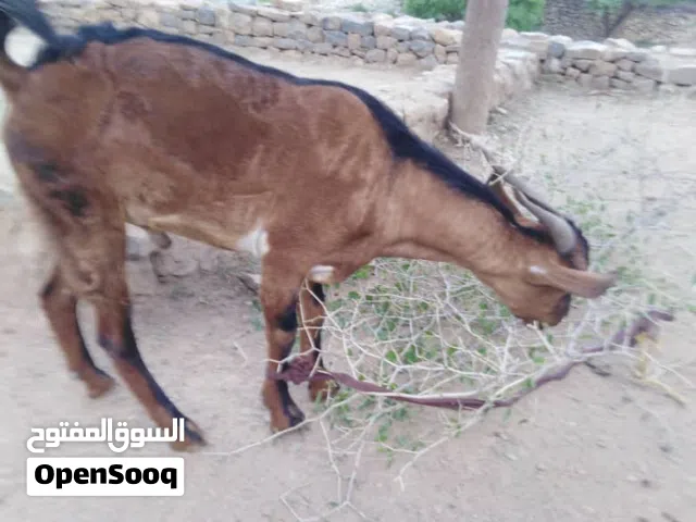 تيس بلدي العمر سنة ويرعى في مراعي طبيعية