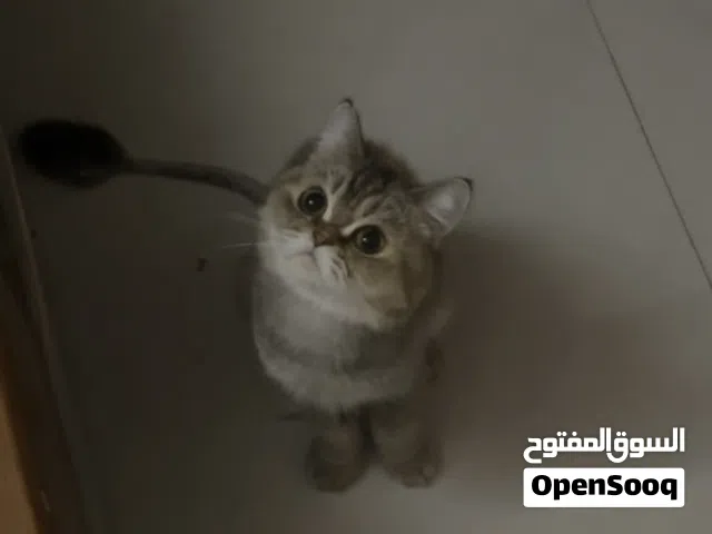 قطه انثى سكاتش ستريت للبيع
