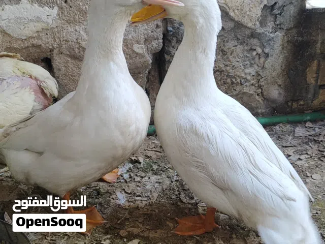بش صيني للبيع اقره الوصف
