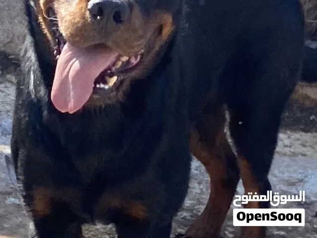 ذكر روت وايلار للبيع