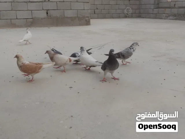 حمام دشاش بخمسة