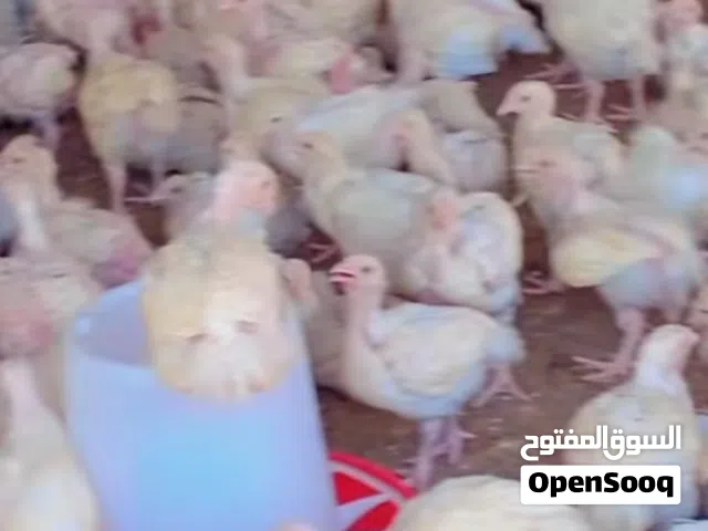 دجاج لاحم هندي أوزان كبيره