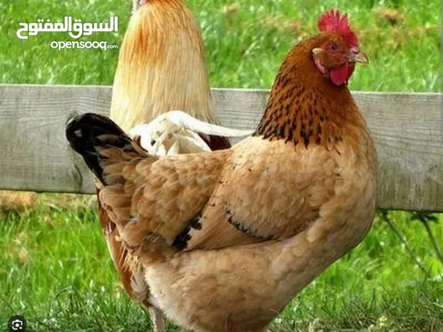 تواصل معي وات ساب مطلوب دجاج عمر شهر بي الجمله   ومطلوب دجاج بياض