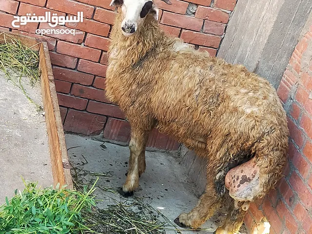 بسم الله الرحمن الرحيم الجمعه23/5/2025 متاح دكر خروف تربيه بيتي معلوف  القرن المفتوح والطرف الخفيف و