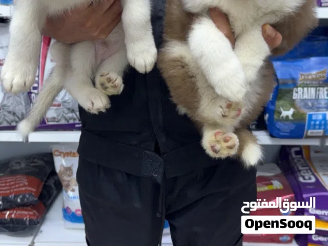 هاسكي للبيع