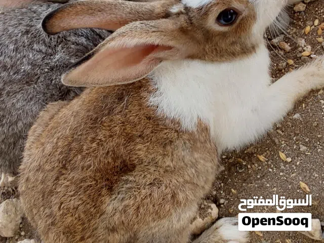 ارانب عمانيه للبيع
