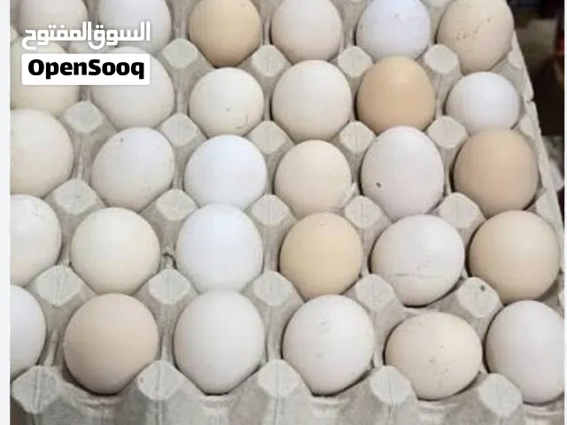 بيض للتفقيس بيض دجاج عربي