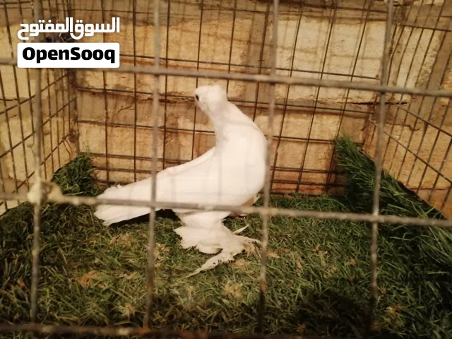 ذكر هزاز شوشة وحصيرة ماشاء الله