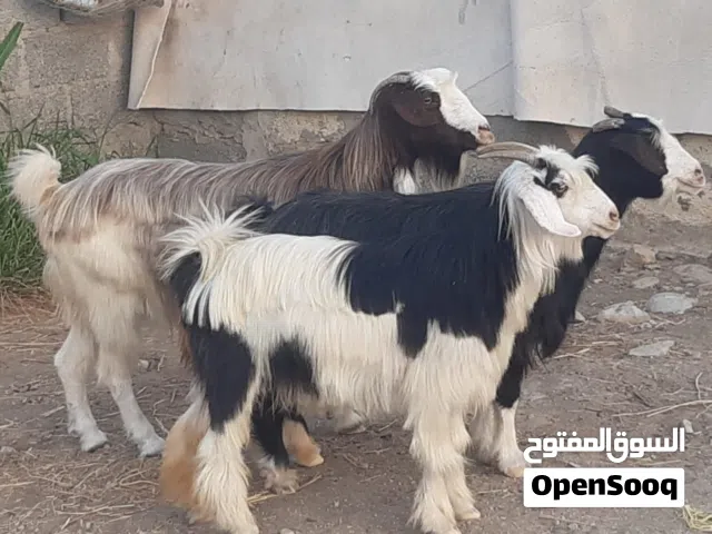 رموج جباليات ماشاء الله تبارك الله حلال نظيف لذبح او تربية