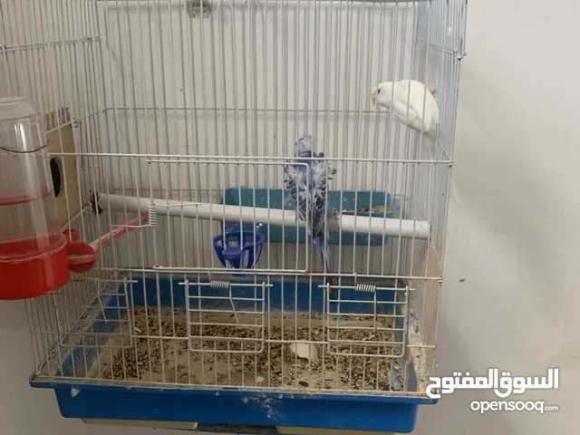 جوزين حب هوجو رومو للبيع او بدل