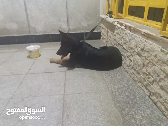 كلب جيرمن عمره 3 شهر مع دفتر لقحاحات