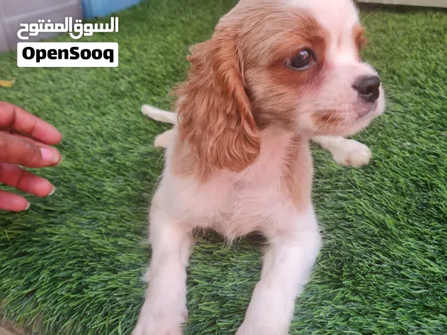 Cavalair King Charles male puppy  جرو كفالير ذكر