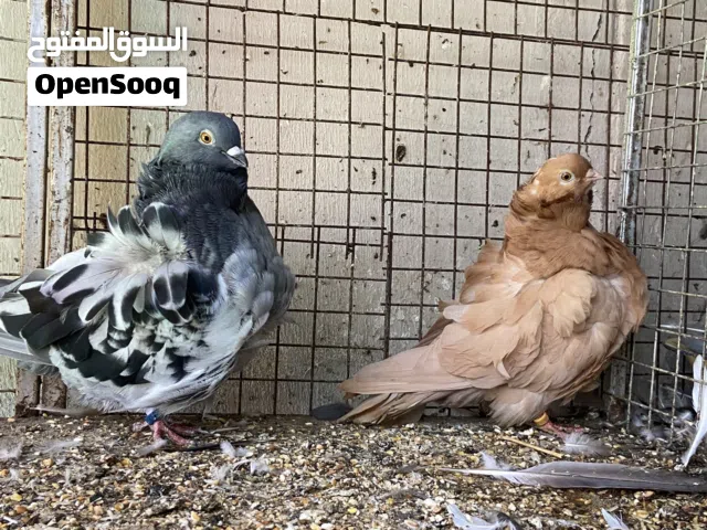 حمام زيته للبيع