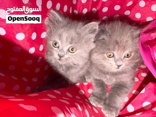 2 إناث سكوتش و شانشيلا اقل من شهرين