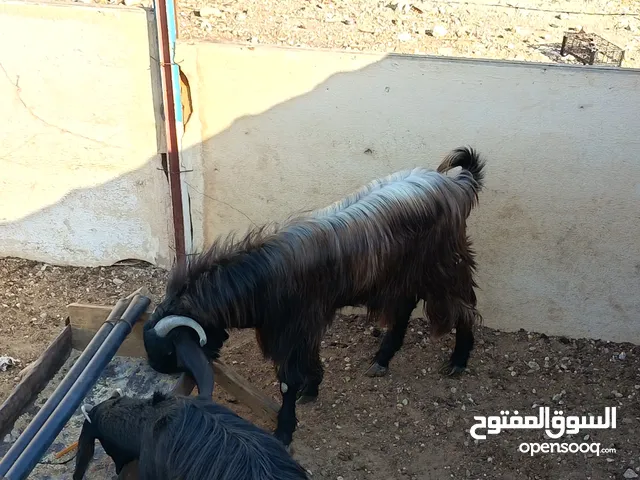 جدي فحل بندوق شامي بصحة ممتازة  للبيع