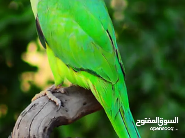 مطلوب مطلوب ذكر دره اليف زق يدوي لون اخضر مفطوم