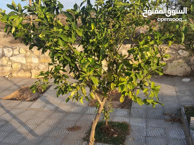 Studio Farms for Sale in Amman Naour