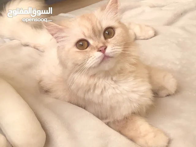 قطة انثى للتبني female cat for adoption