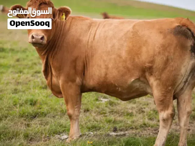 يوجد عجول وزن ثقيل للبيع  لا يوجد صور تعال شوف بعينك