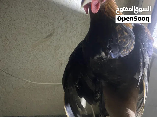 لبيع فروجة وديج كويتيات