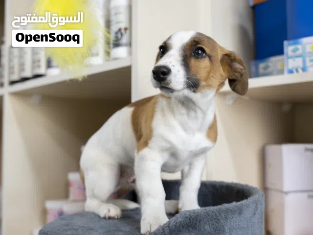 جاك راسيل مميزه مناسبه للمنازل والاطفال من اذكى الكلاب