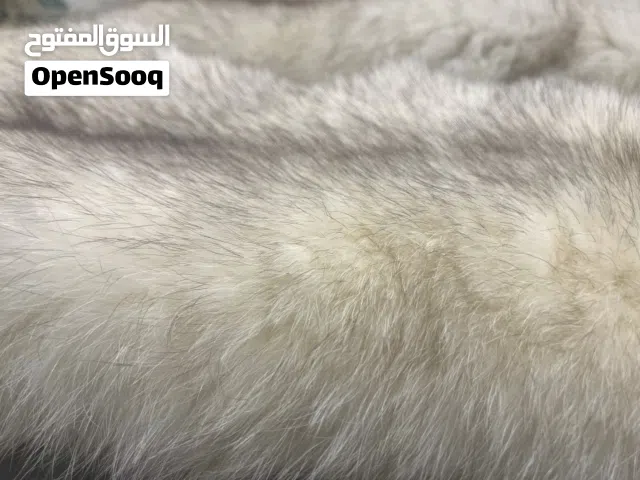 فرو ثعلب روسي طبيعي نادر جدا
