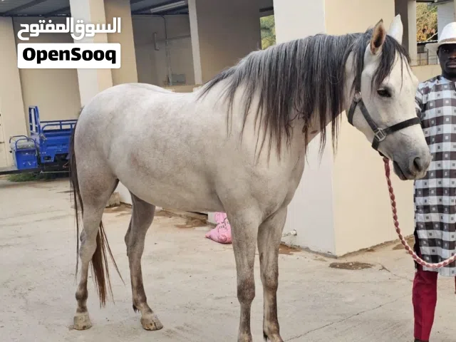 فرس عربية أصيلة بنت مخباط العمر 4 سنوات