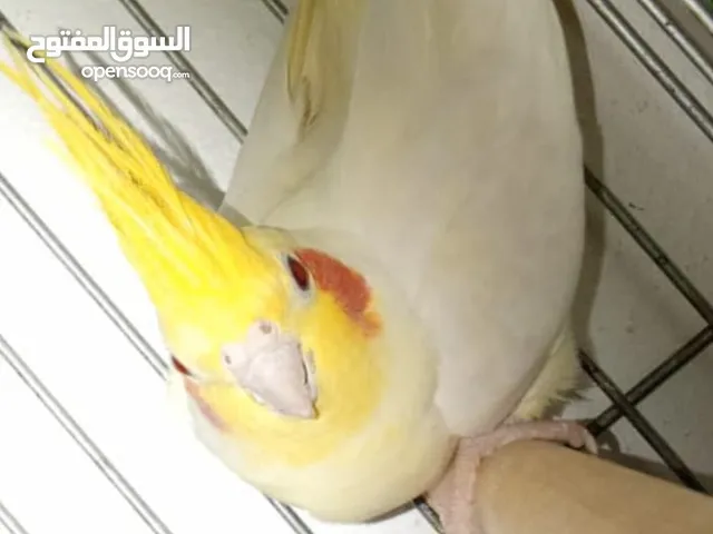 جوز كوكتيل ما شاء الله