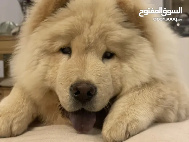 كلب تشاو تشاو pure للبيع