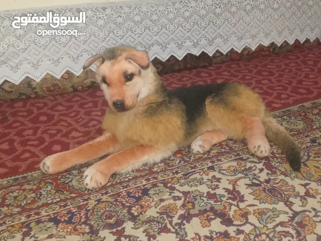 كلب دميه نظيف جدا ..