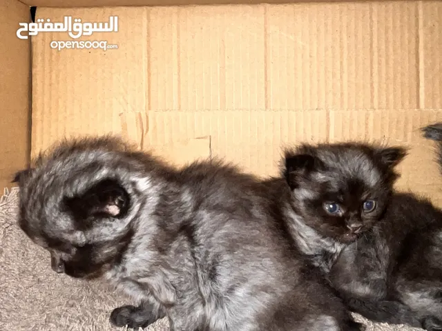 ‏بس هملايا