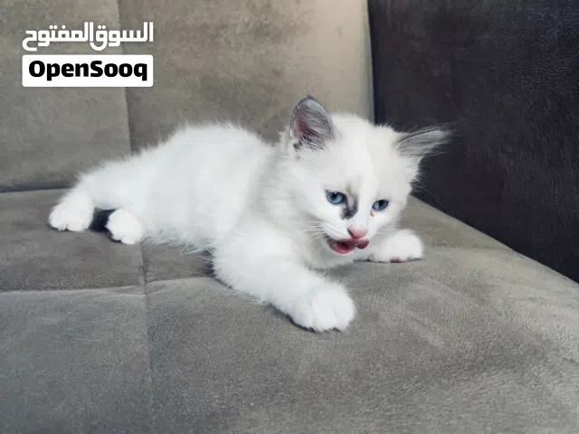 قطة راجدول مميزه