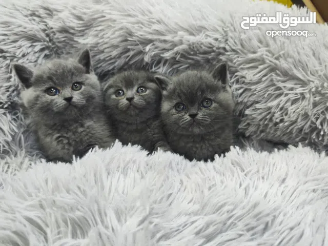 قطط سكوتش فولد وسكوتش ستريت بيور احضر الصور والريلز الاخير وشوف المستوى العالي