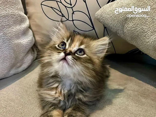 قطط شيرازية العمر شهرين واسبوع