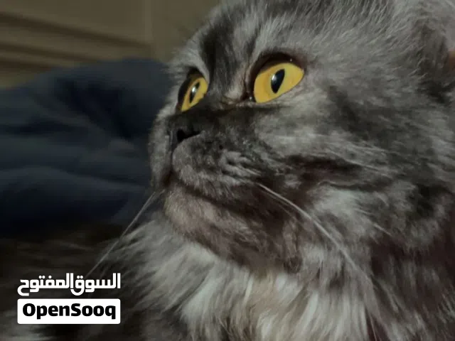 Mixed Persian cat 2 year old female, kind and friendly and very affectionate