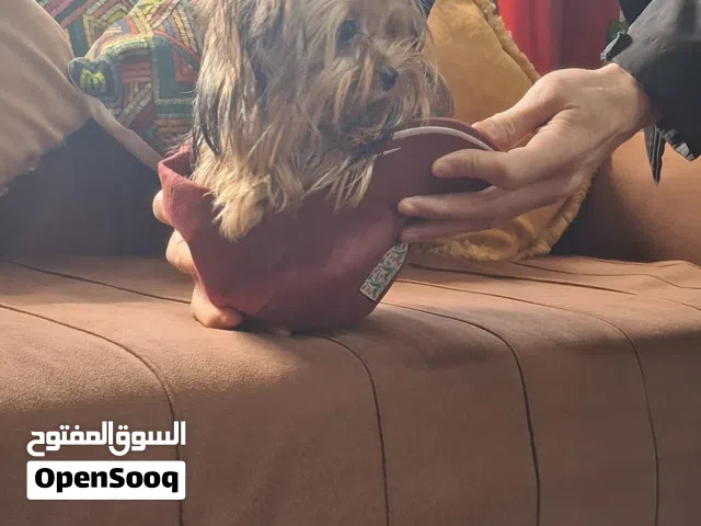 جراء يورك شاير تيرير (Yorkshire Terrier) فئة T-cup مميزة جداً