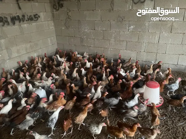 دجاج بلدي وفيومي العمر ثلاثه شهور وزيادة دجاج فيومي وبلدي العمر شهرين ونص وزيادة