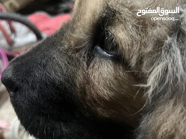 تبتيان ماستيف 4 شهور