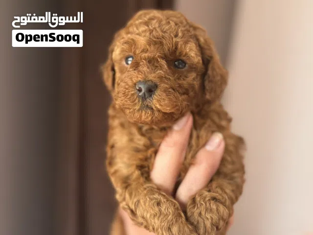 جراوي توي بودل