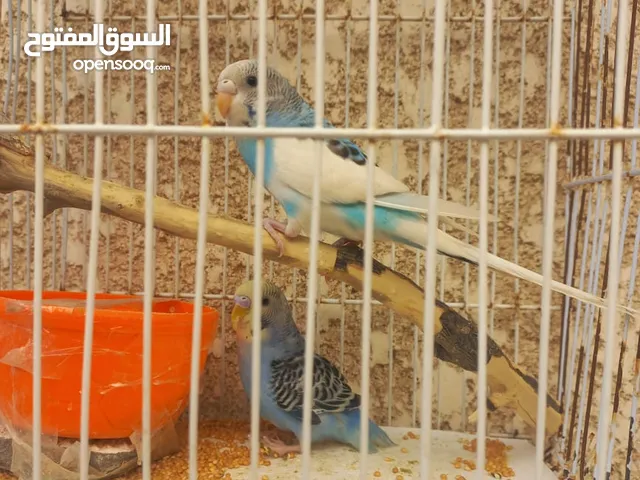 زوز بوقلينو 20 بالقفص ربي يبارك بدون توصيل