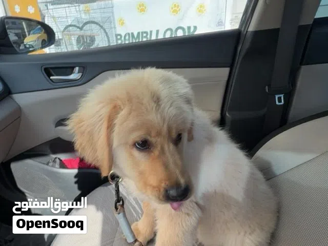 كلب جولدن رتريفر  ماخذ كل المطاعيم