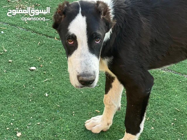 جرو الباي عمر 4 شهور ونص