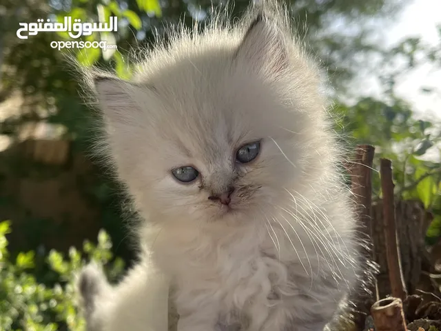 قطط شانشيلا