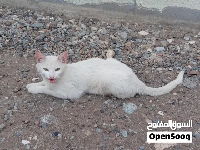 قطه لبيع سعر حلووو