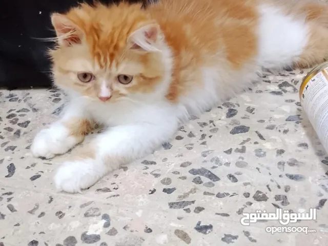 very cute fluffy kittens
