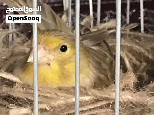 انتي ازبيل كناري مصوقرة جاهزه حاليا